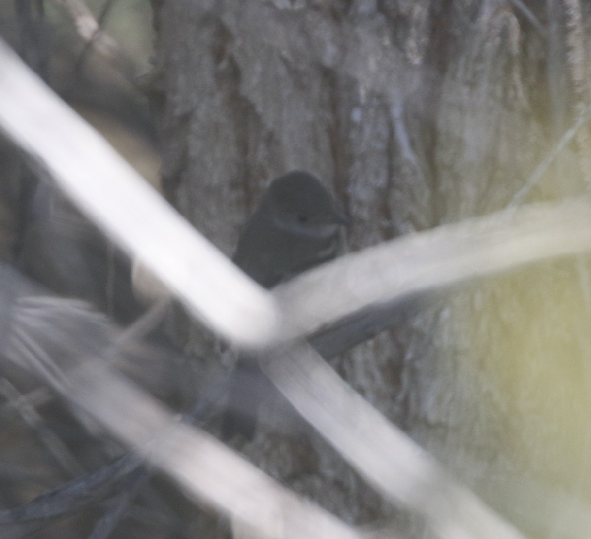Willow Flycatcher - ML390288391