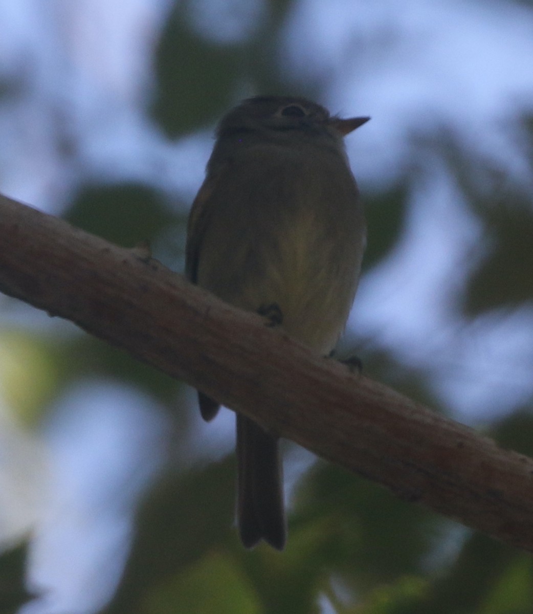 Hammond's Flycatcher - ML390288531