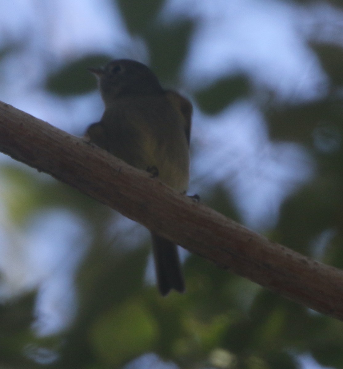 Hammond's Flycatcher - ML390288541