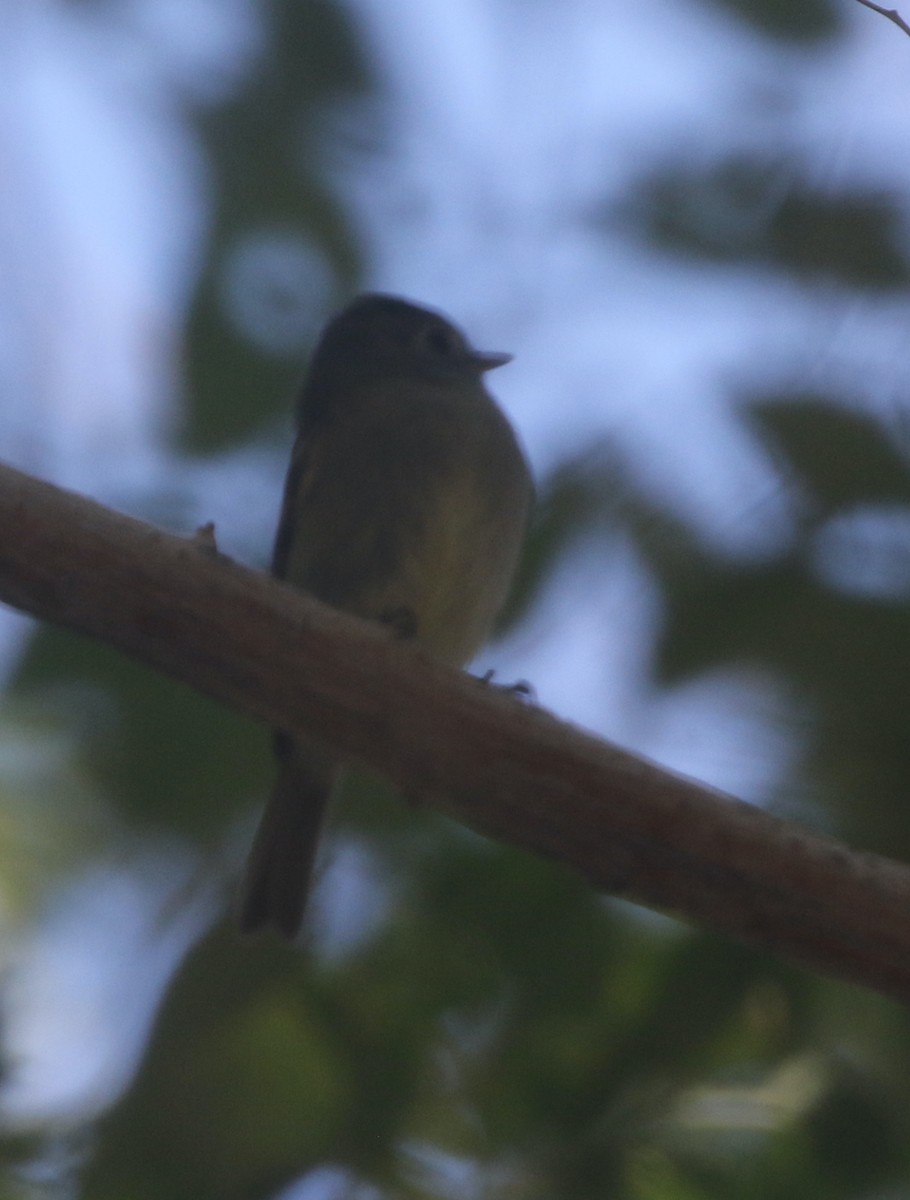 Hammond's Flycatcher - ML390288551