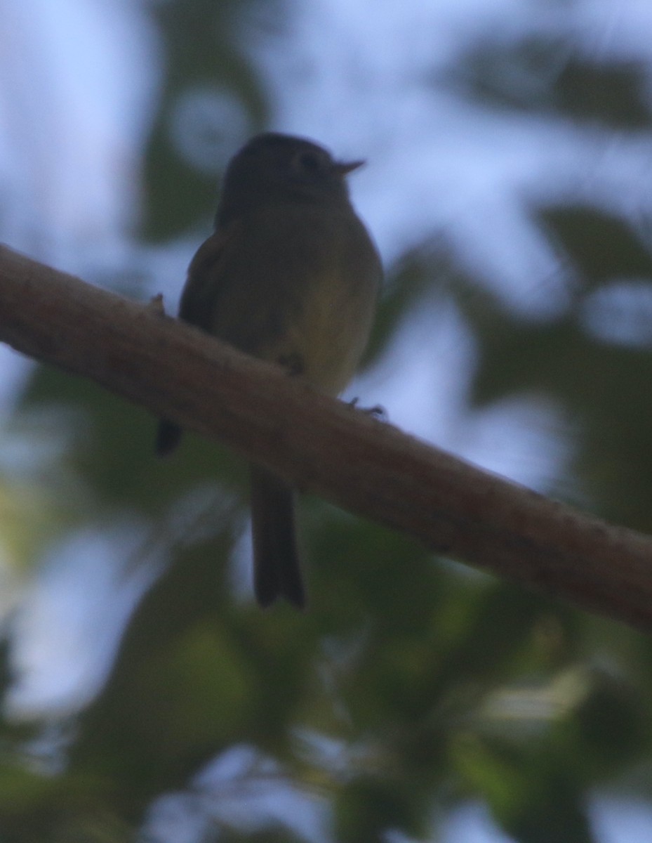 Hammond's Flycatcher - ML390288561