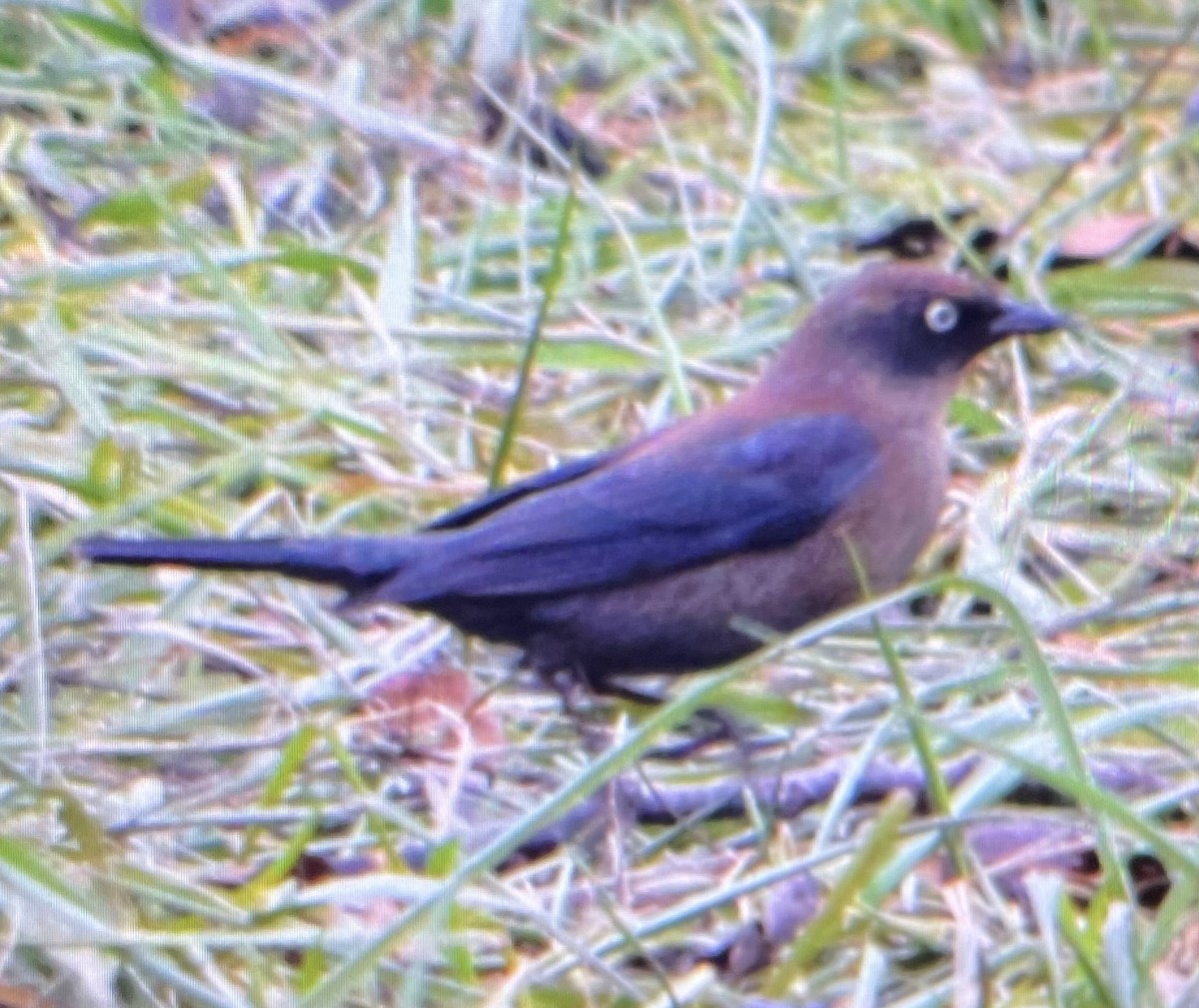 Rusty Blackbird - ML390289761