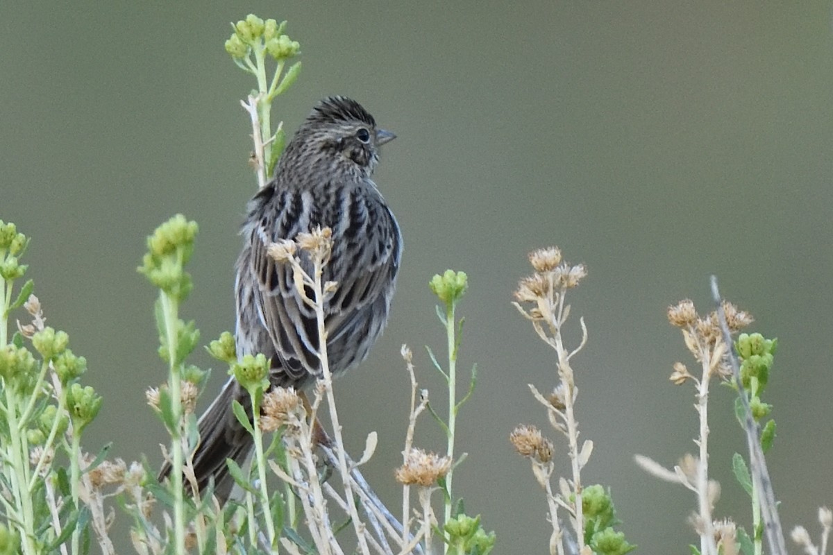 Vesper Sparrow - ML390289871