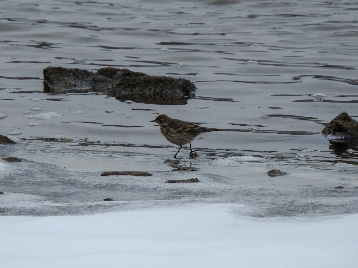 American Pipit - ML390289881