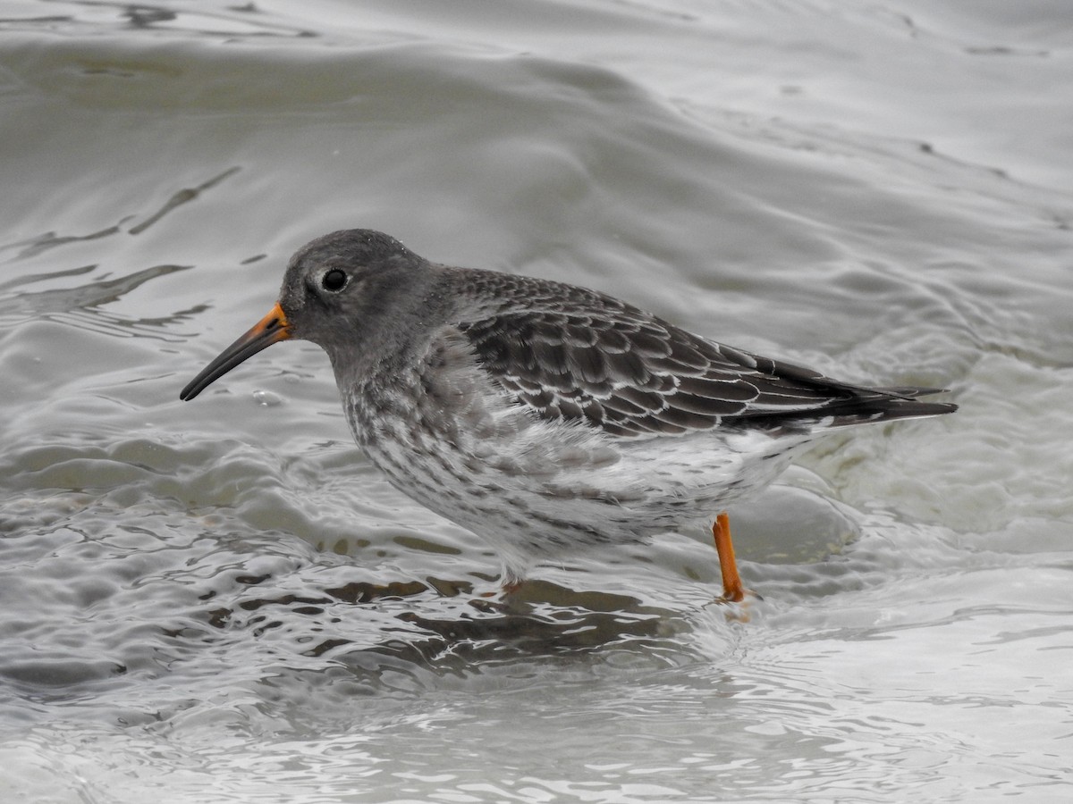 Purple Sandpiper - ML390289931