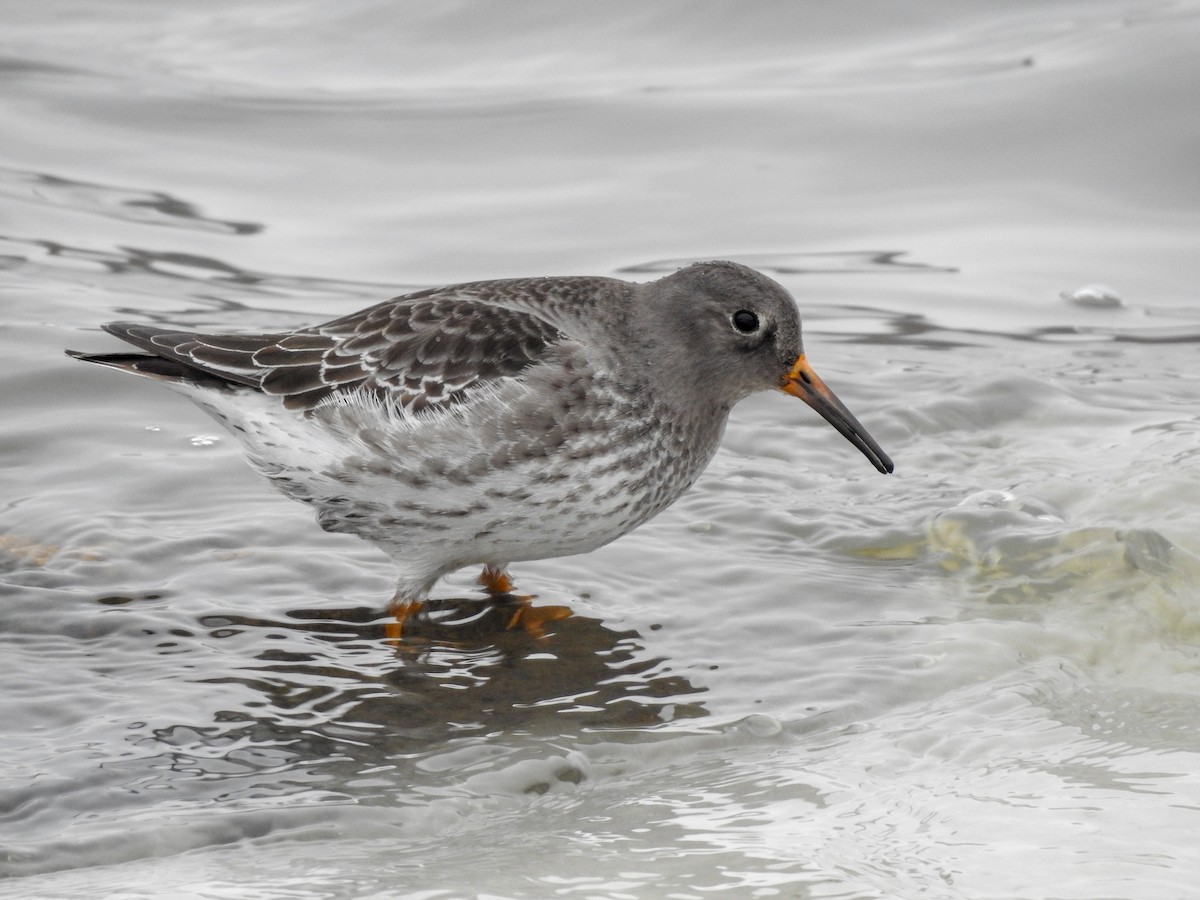 Purple Sandpiper - ML390289961