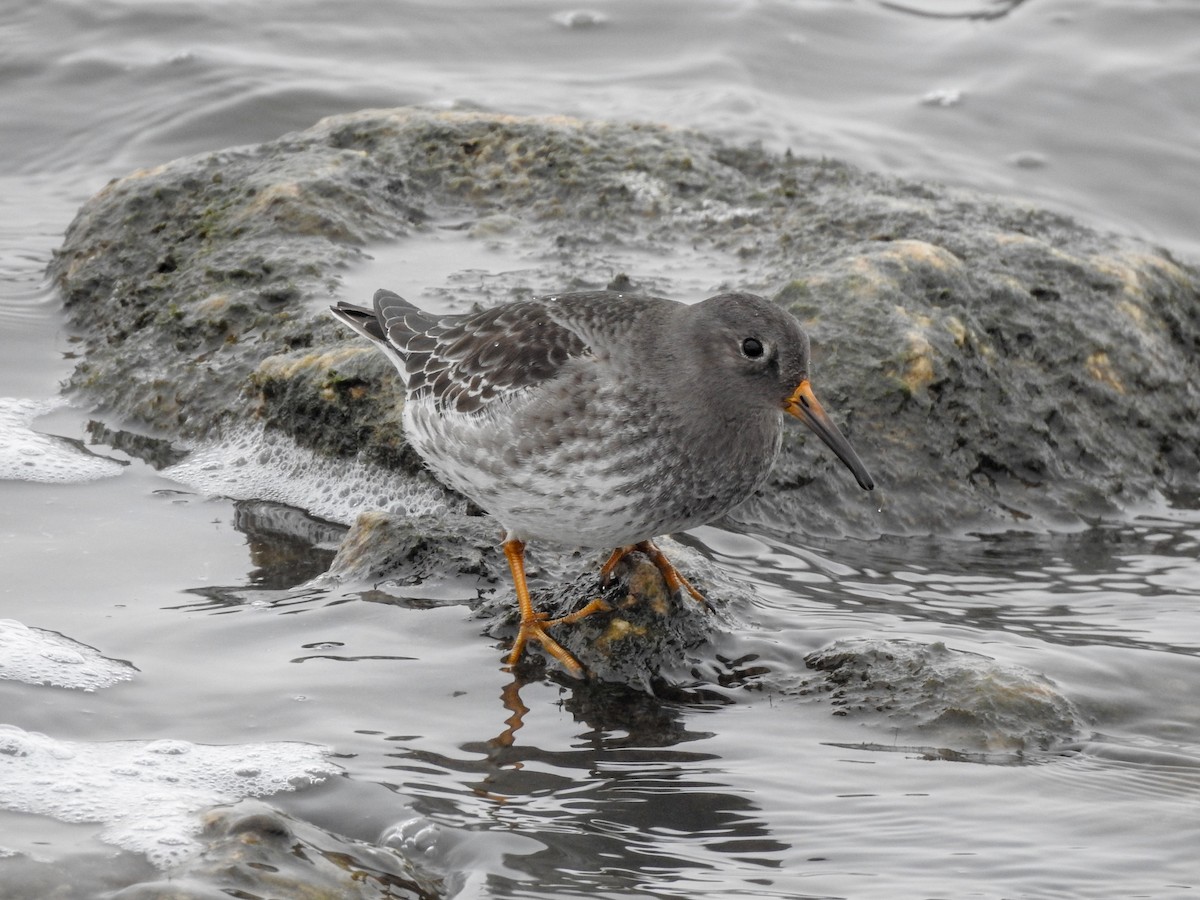 Purple Sandpiper - ML390290081