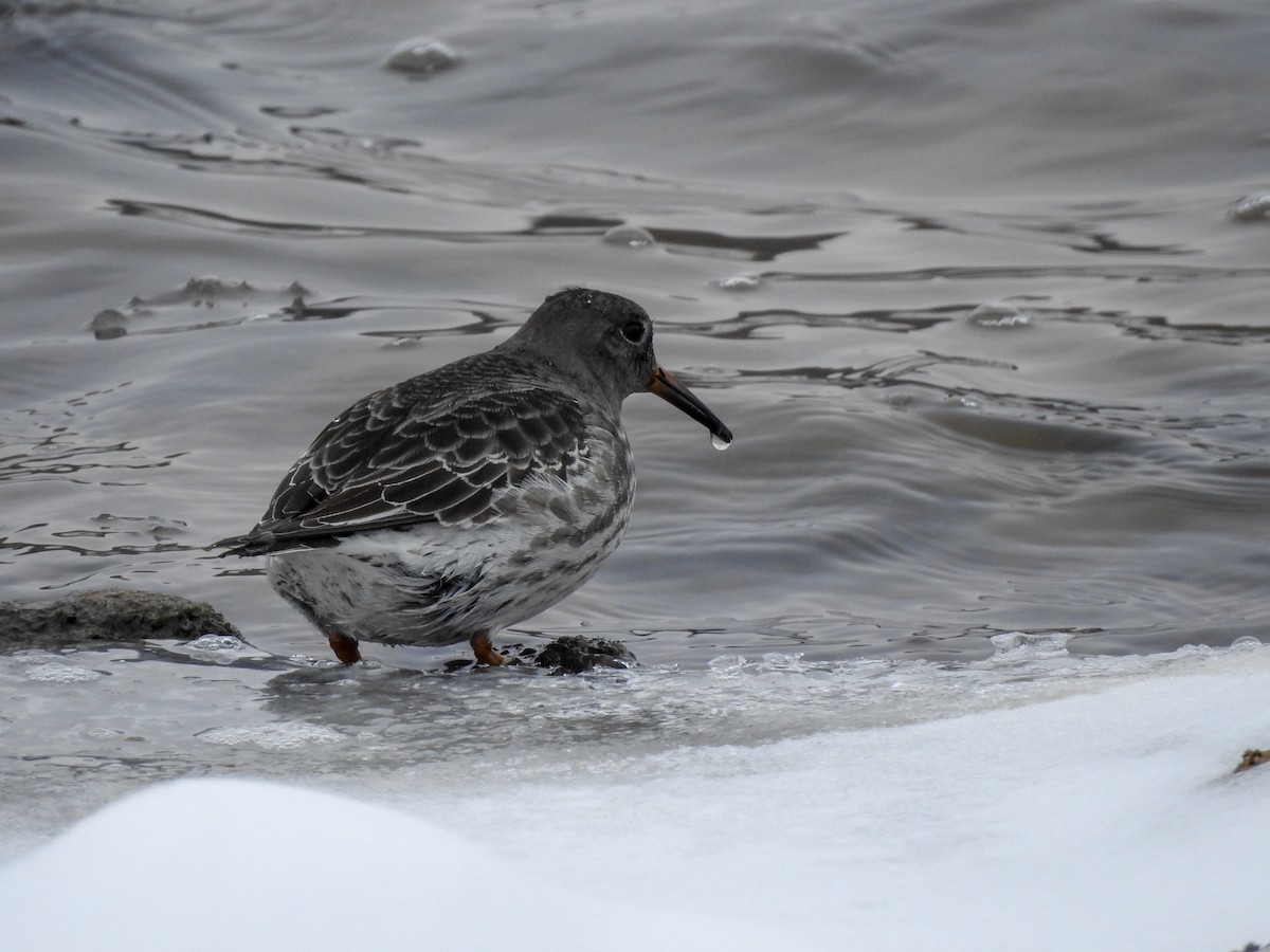 Purple Sandpiper - ML390290141