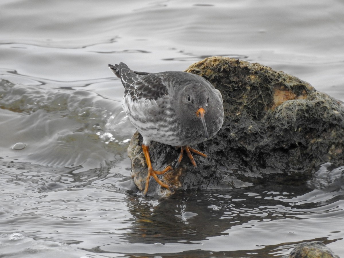 Purple Sandpiper - ML390290201