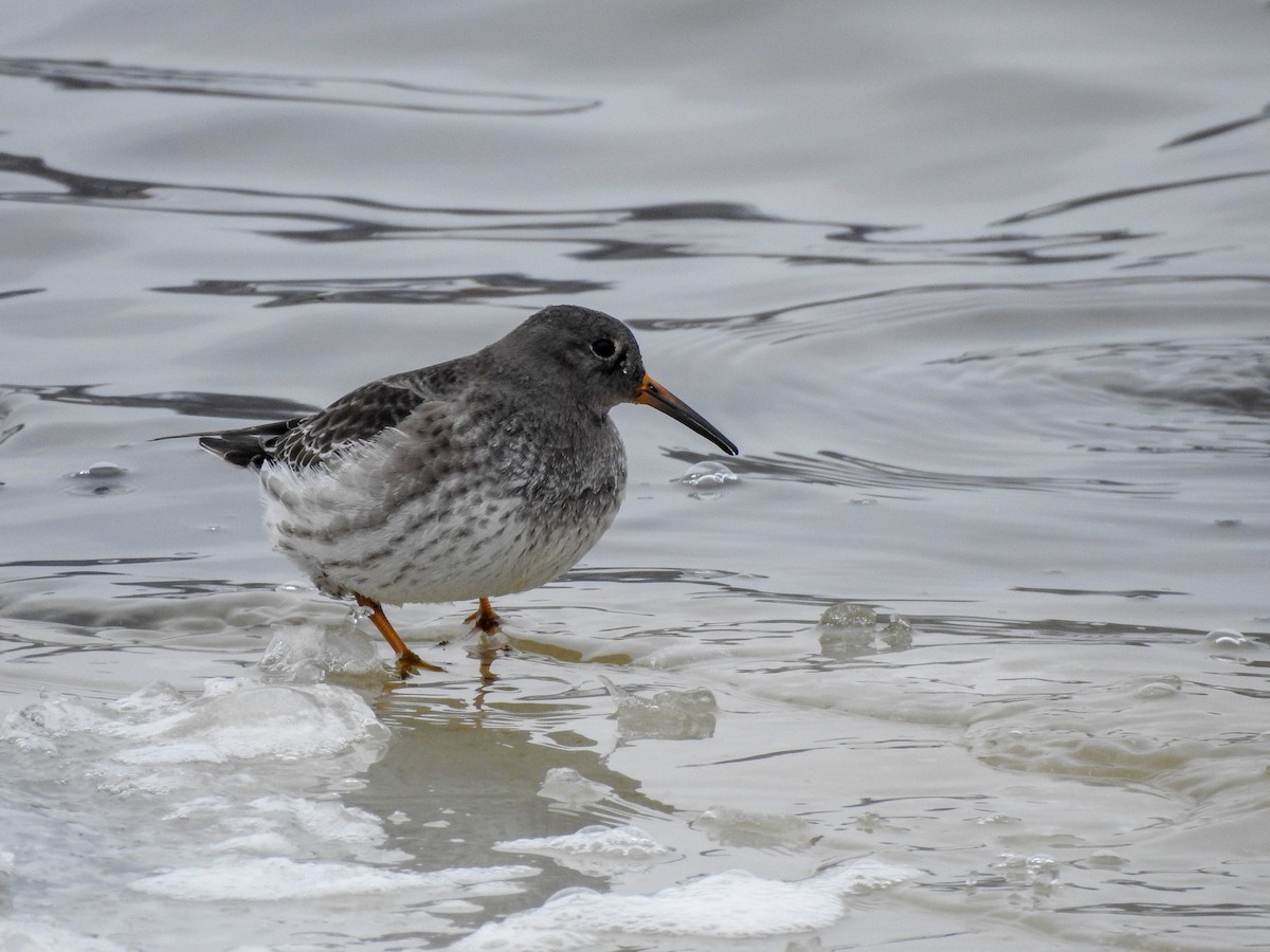 Purple Sandpiper - ML390290321