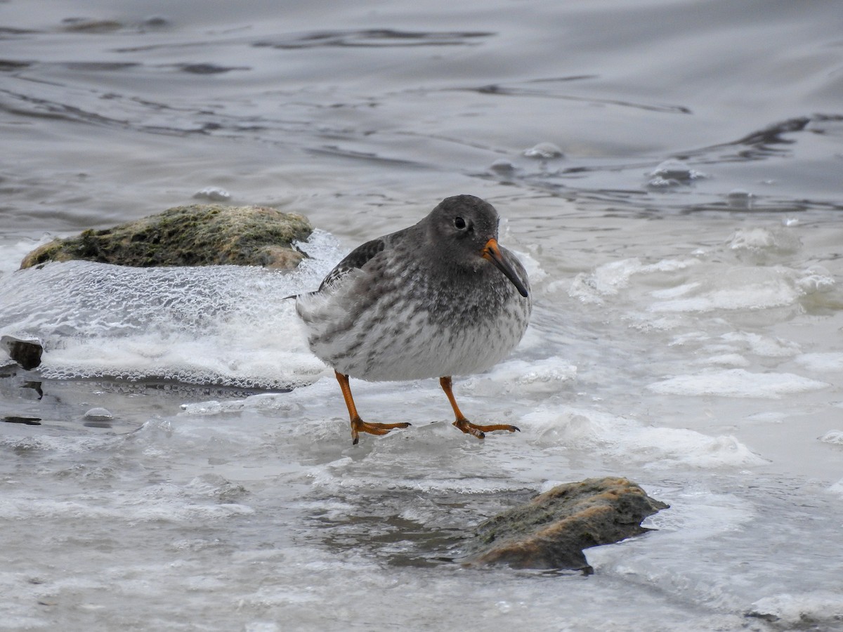 Purple Sandpiper - ML390290481