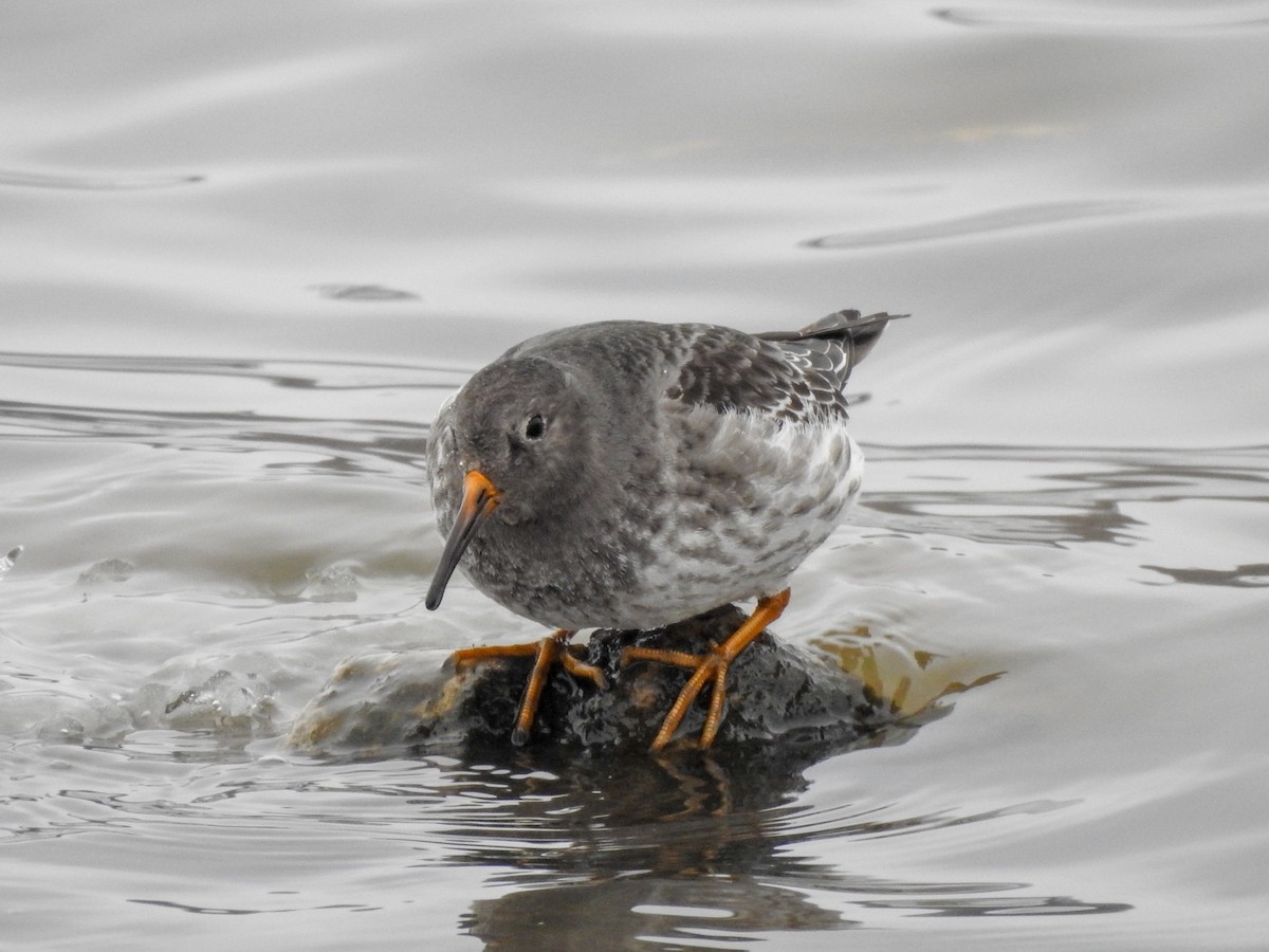 Purple Sandpiper - ML390290731