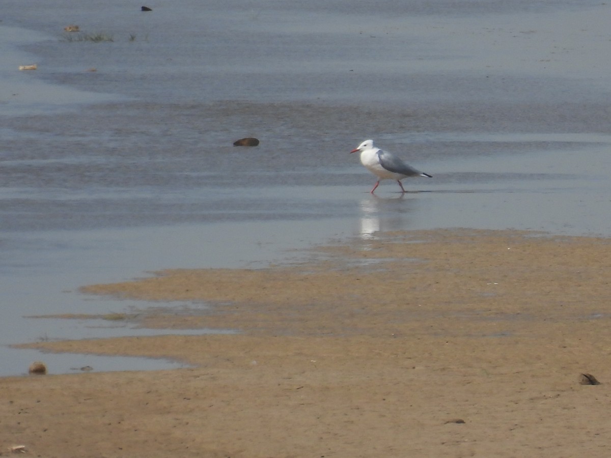 Slender-billed Gull - ML390291771