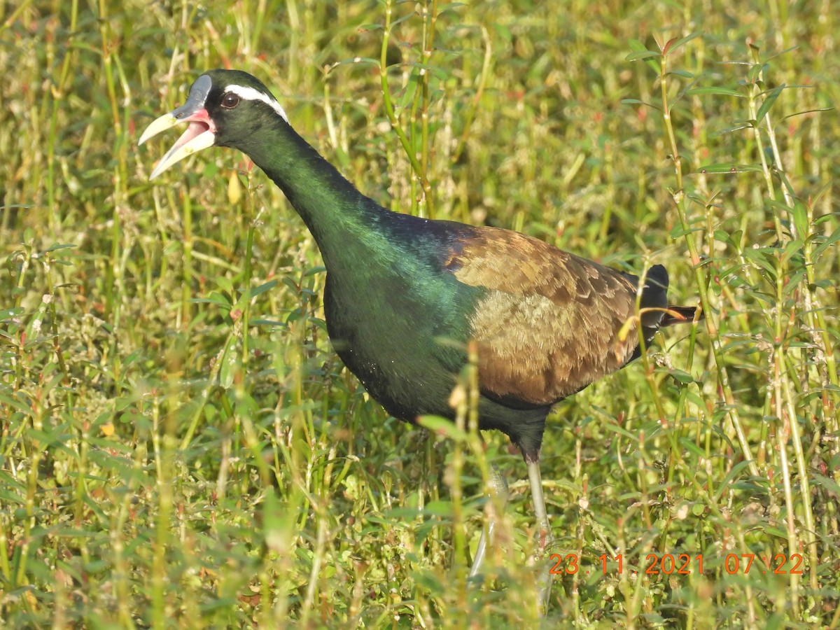 Bronze-winged Jacana - ML390292671