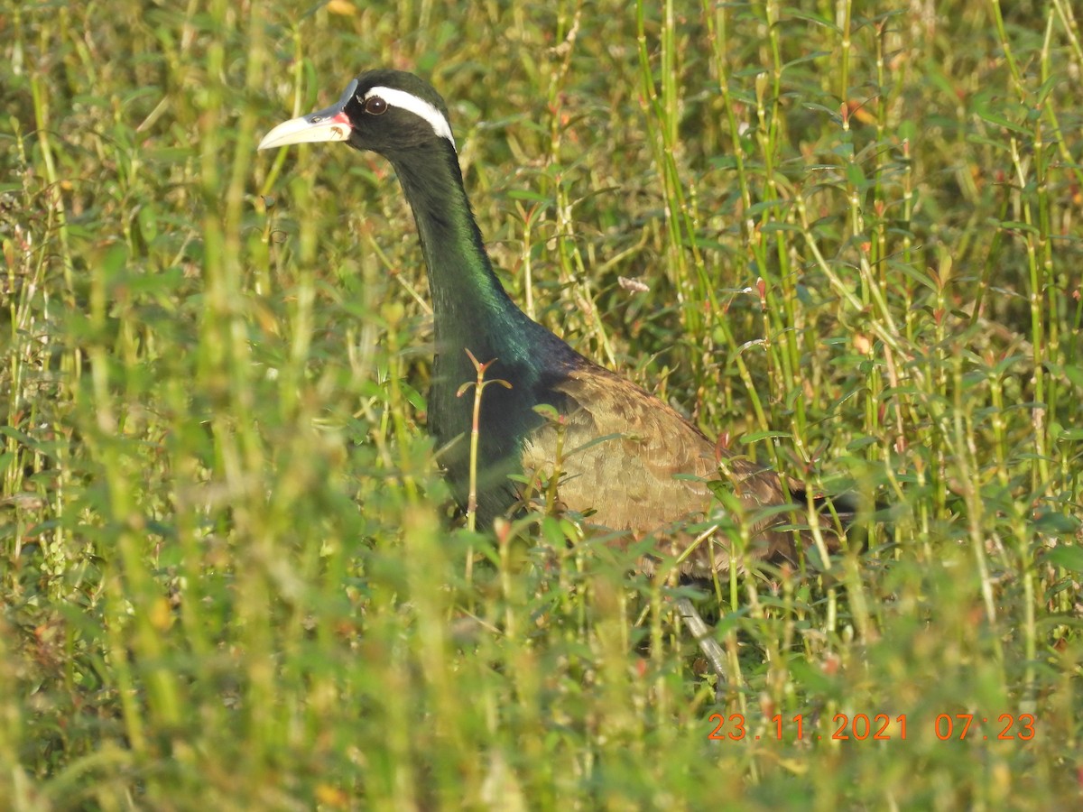 Bronze-winged Jacana - ML390292731