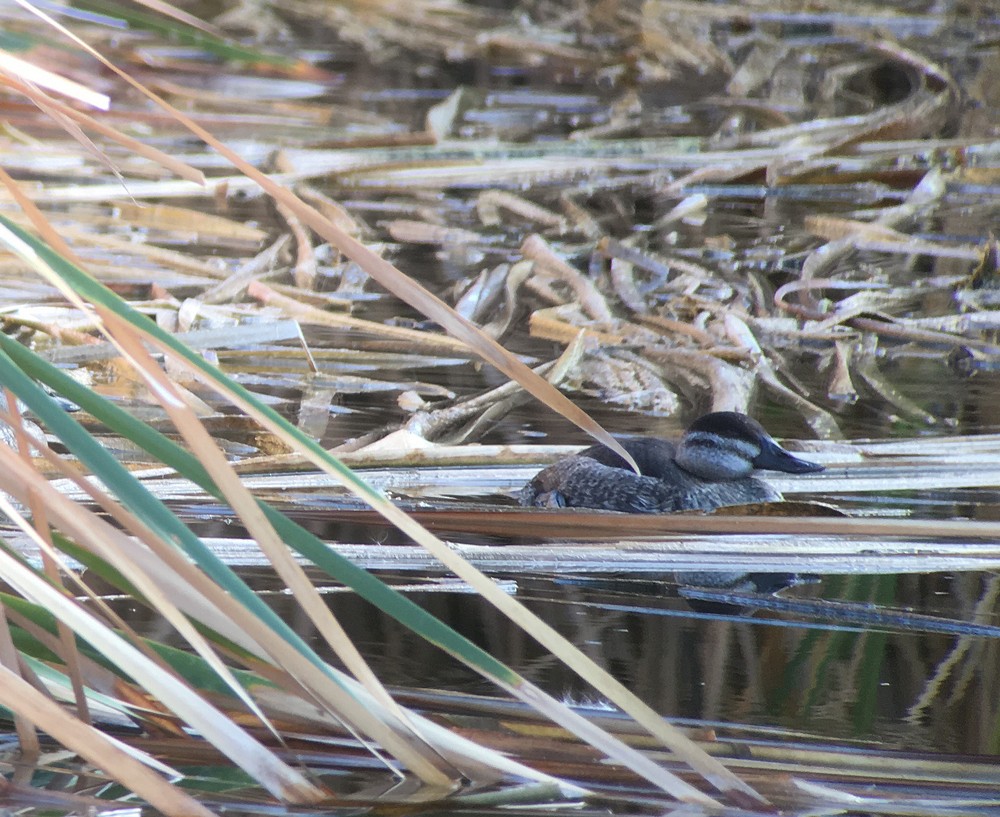 Ruddy Duck - ML39029531