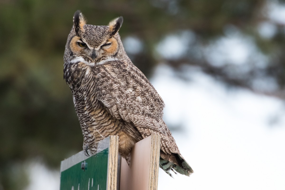 Great Horned Owl - ML390297041