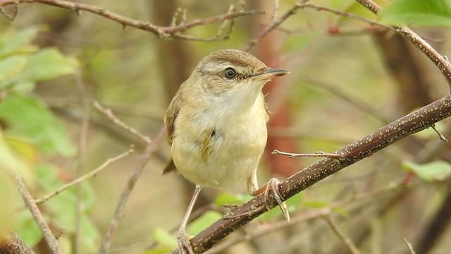 Paddyfield Warbler - ML390302061