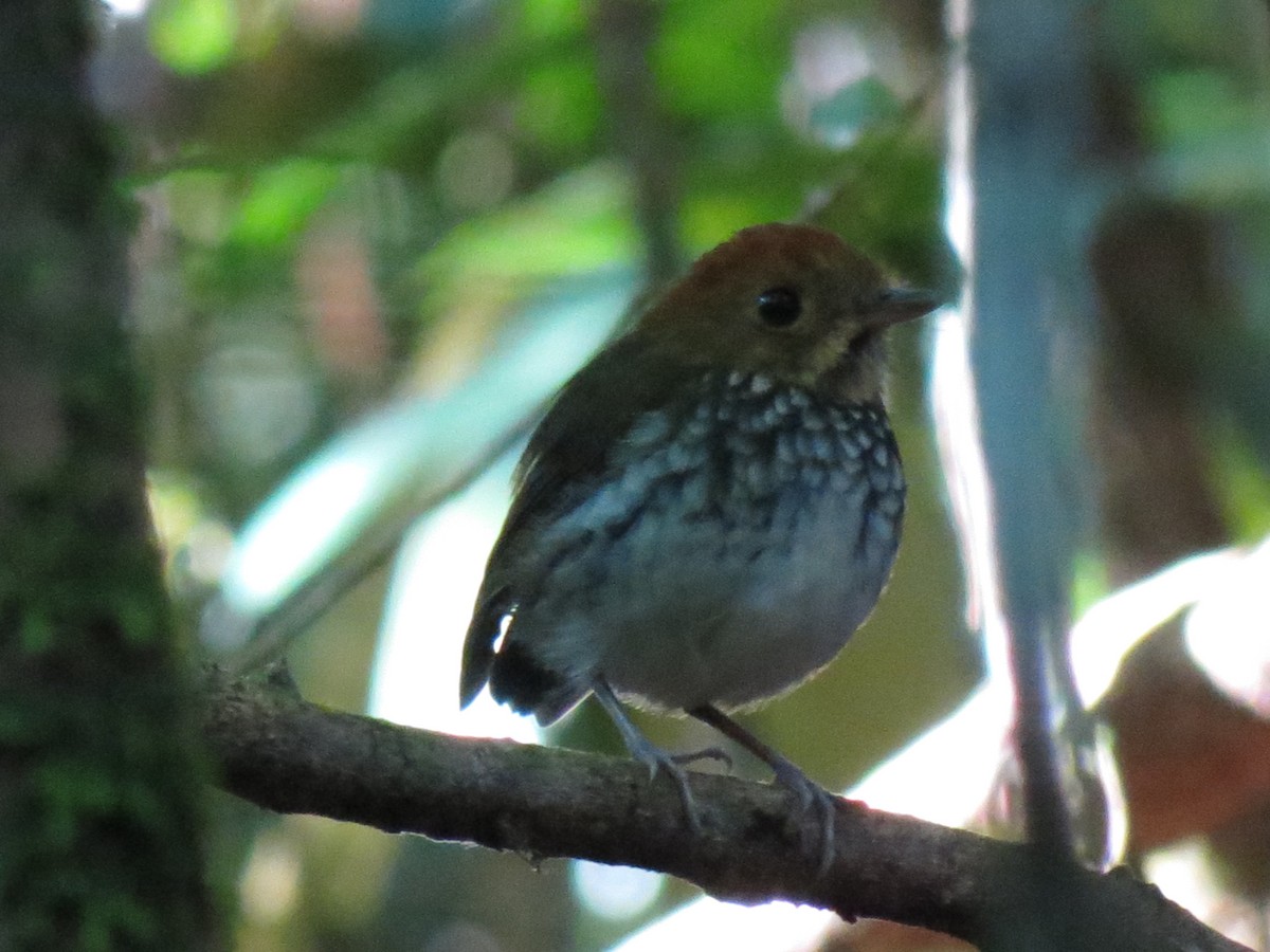 Scallop-breasted Antpitta - Alberto Jose Navas Espinoza