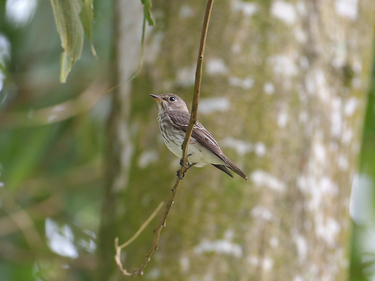 Gray-streaked Flycatcher - ML390304731