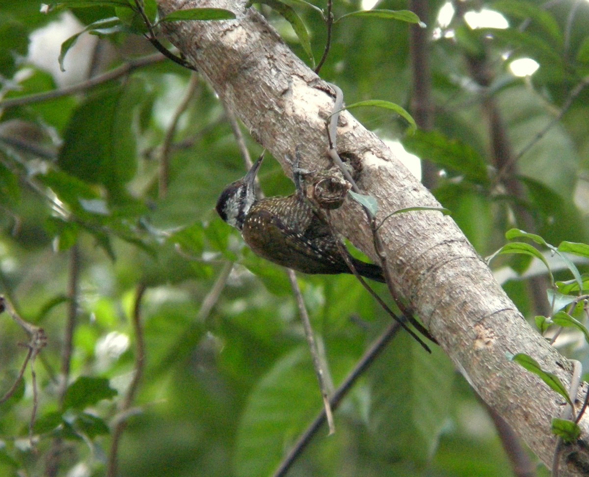 Golden-crowned Woodpecker - Keith Langdon