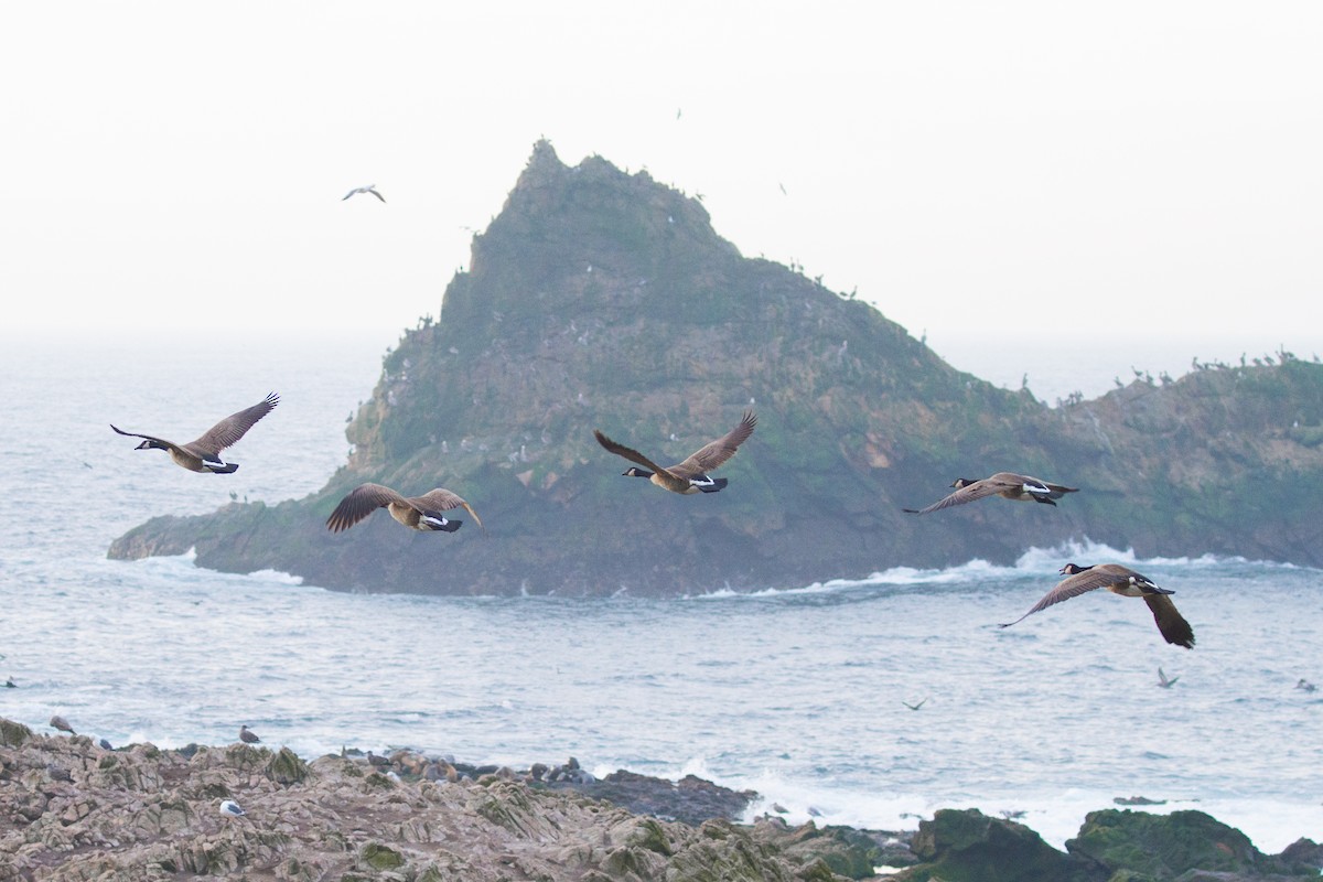 Canada Goose (moffitti/maxima) - ML390305341