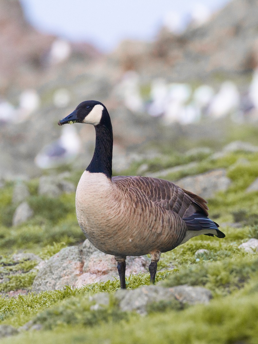 Canada Goose (moffitti/maxima) - ML390305351