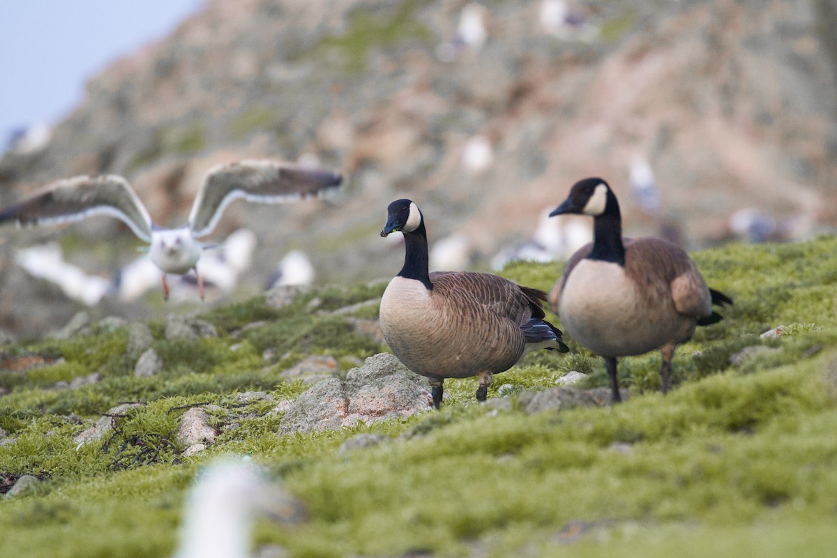 Canada Goose (moffitti/maxima) - ML390305361