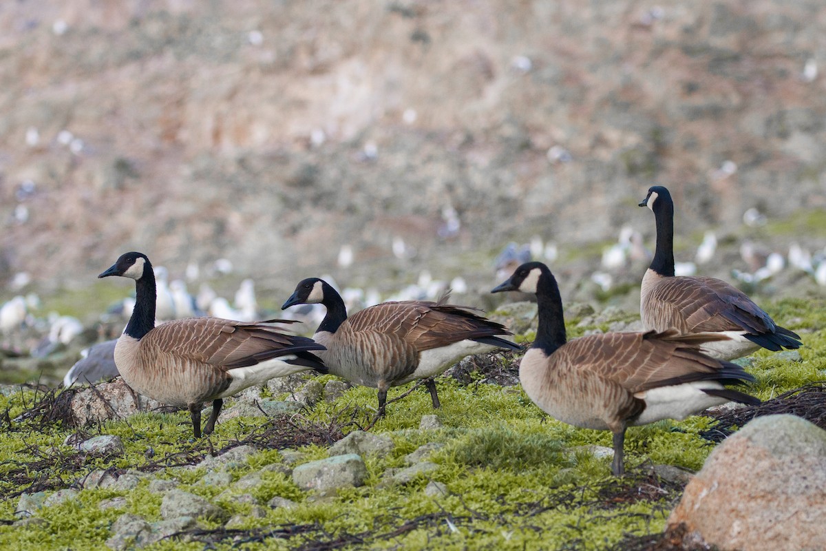 Canada Goose (moffitti/maxima) - ML390305391