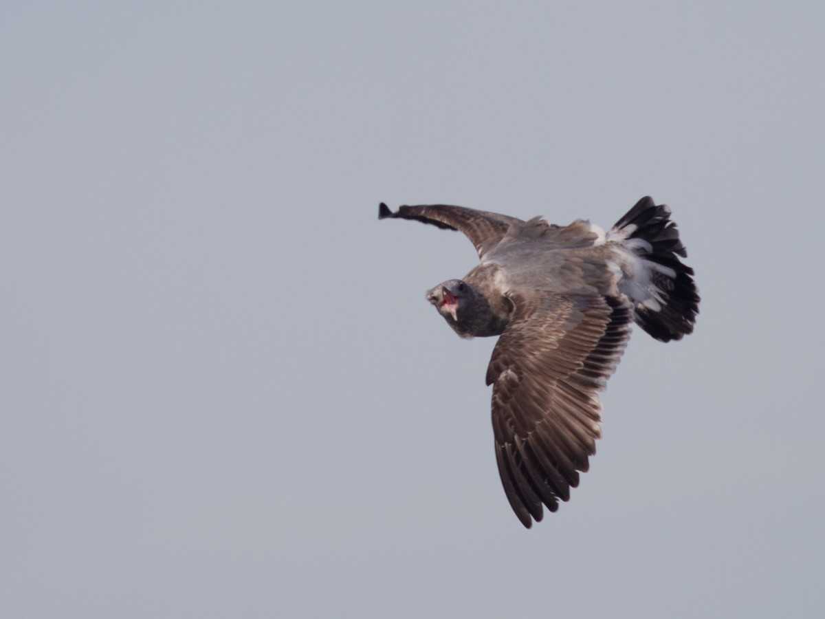 Western Gull - ML390305401