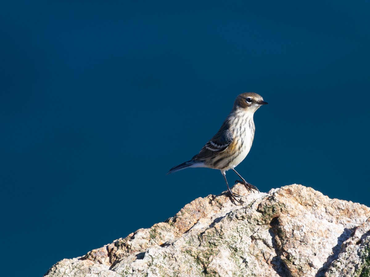 Yellow-rumped Warbler (Myrtle) - ML390305411