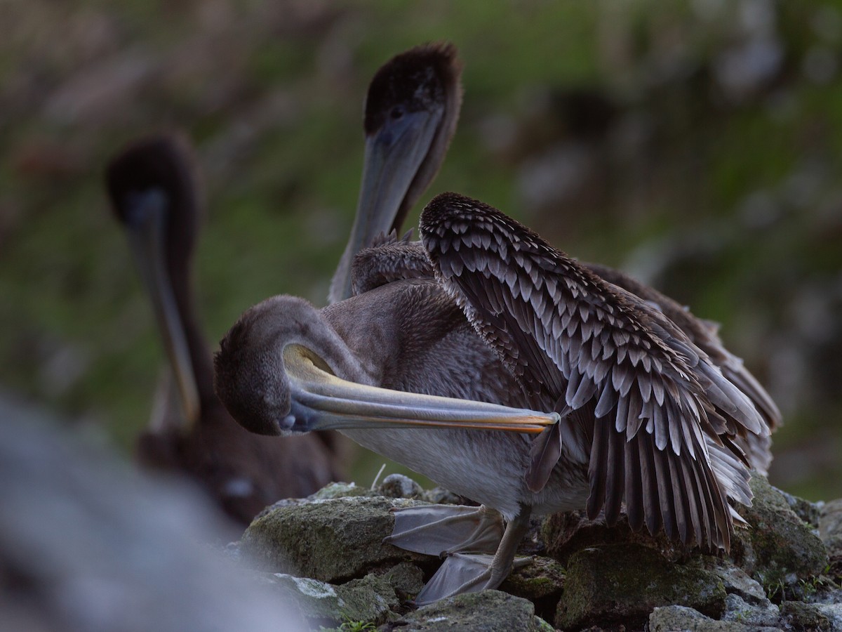 Brown Pelican - ML390305581