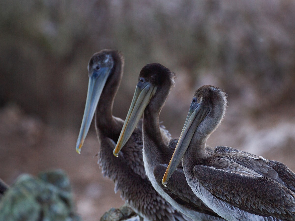 Brown Pelican - ML390305641