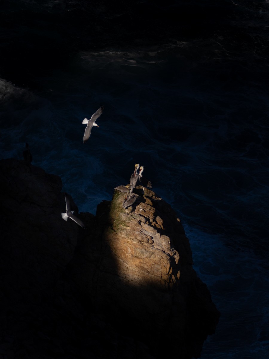 Brown Pelican - ML390305751