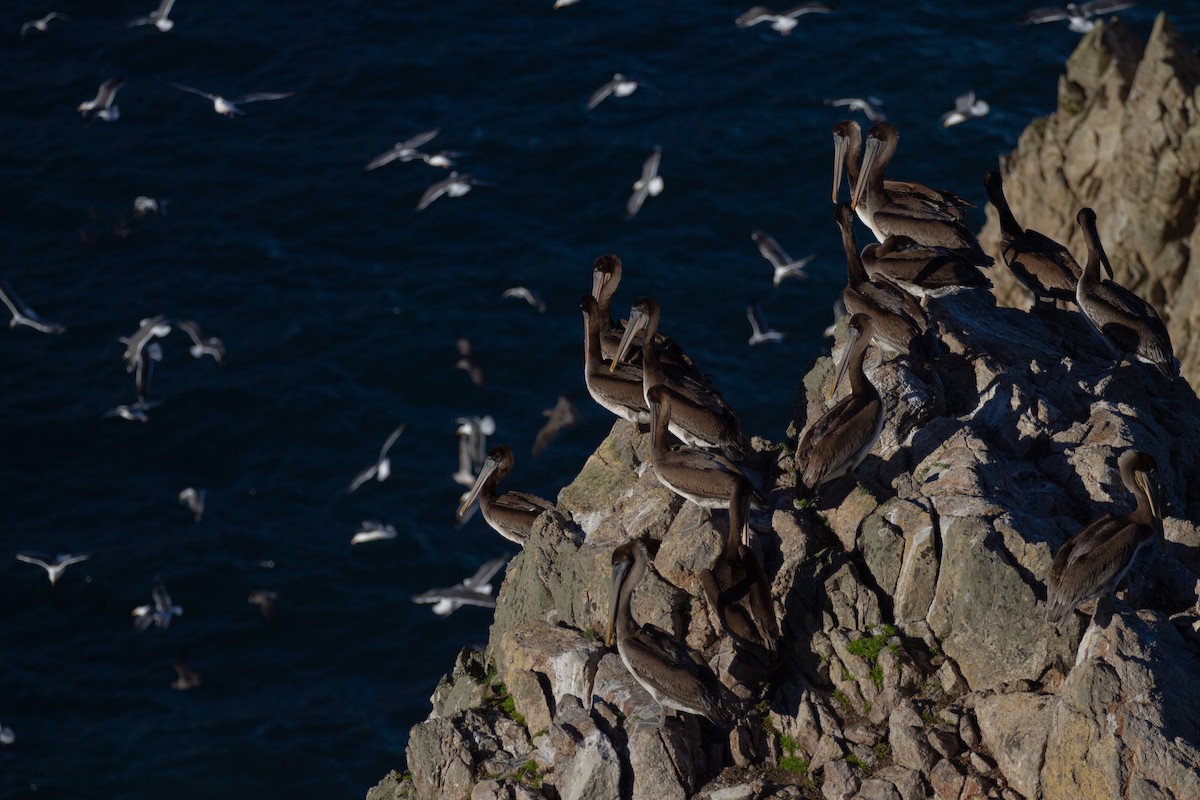 Brown Pelican - ML390305791