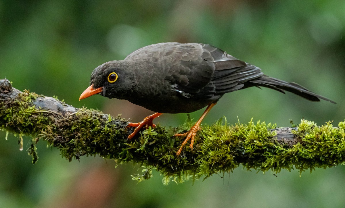 Great Thrush - ML390306771