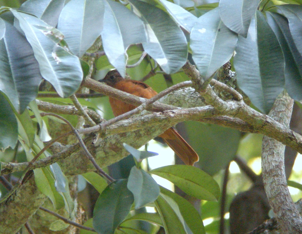 Rufous Flycatcher-Thrush - ML390306781