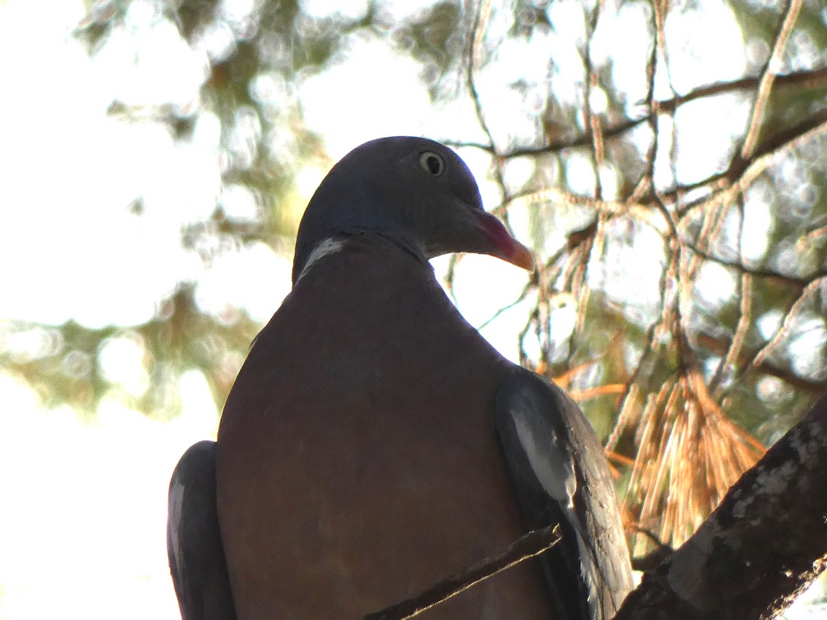 Common Wood-Pigeon - ML390308331