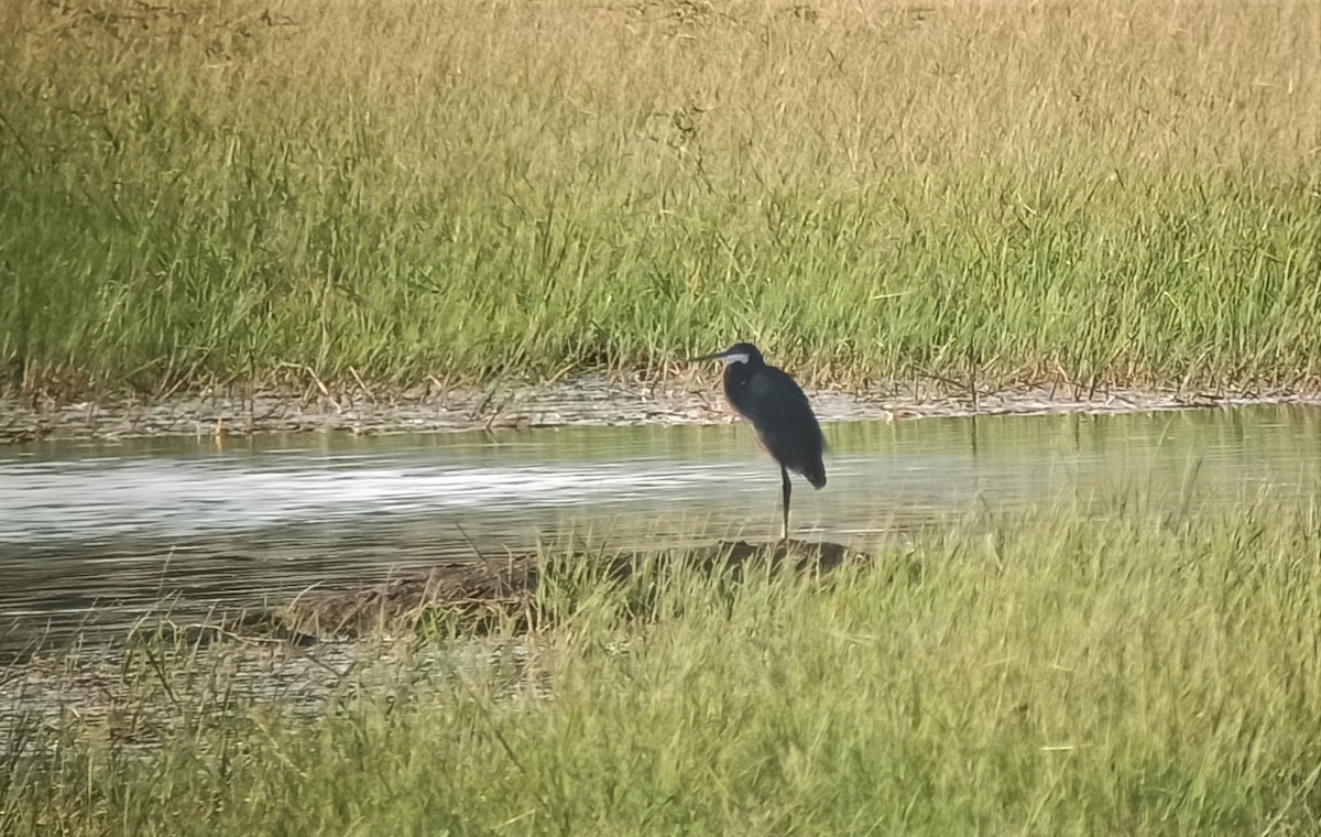 Western Reef-Heron - ML390309901