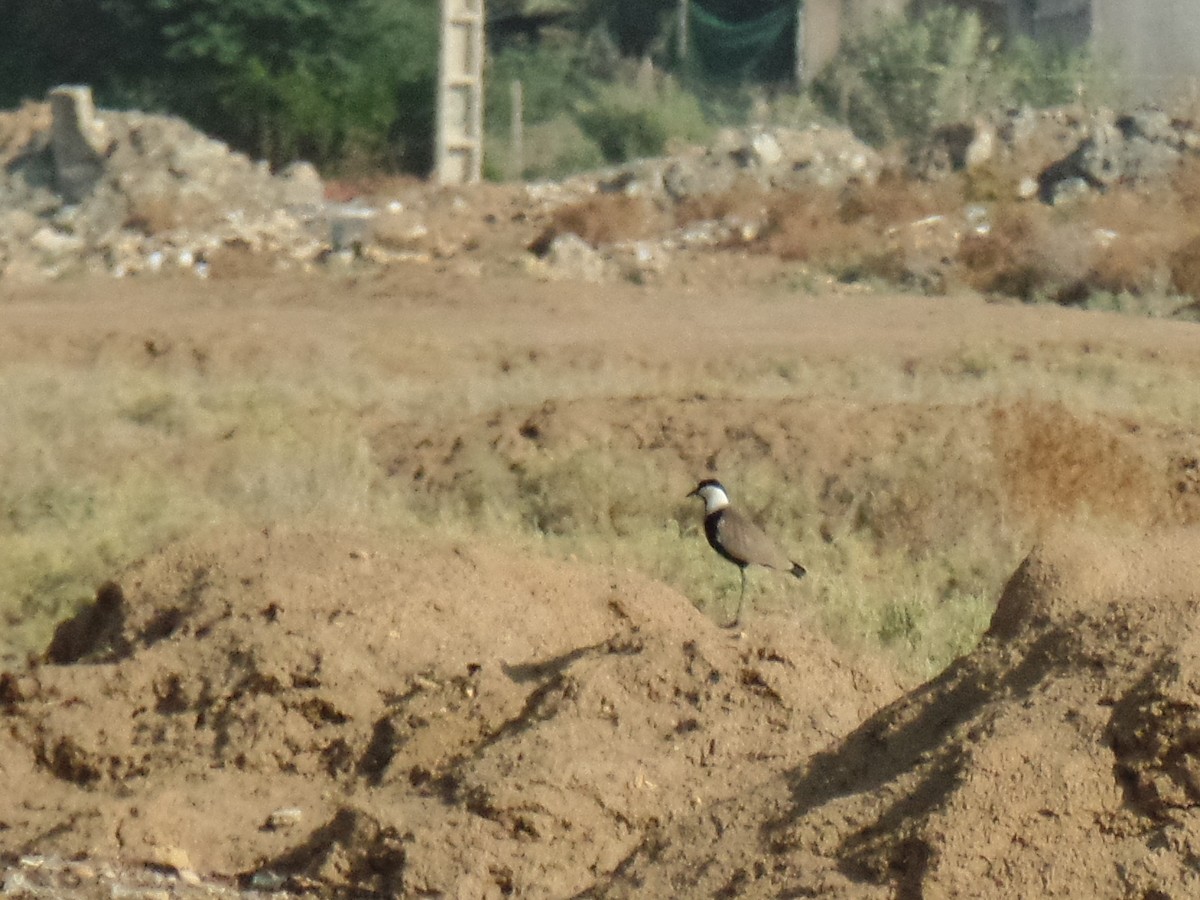 Spur-winged Lapwing - ahmad mohammadi ravesh