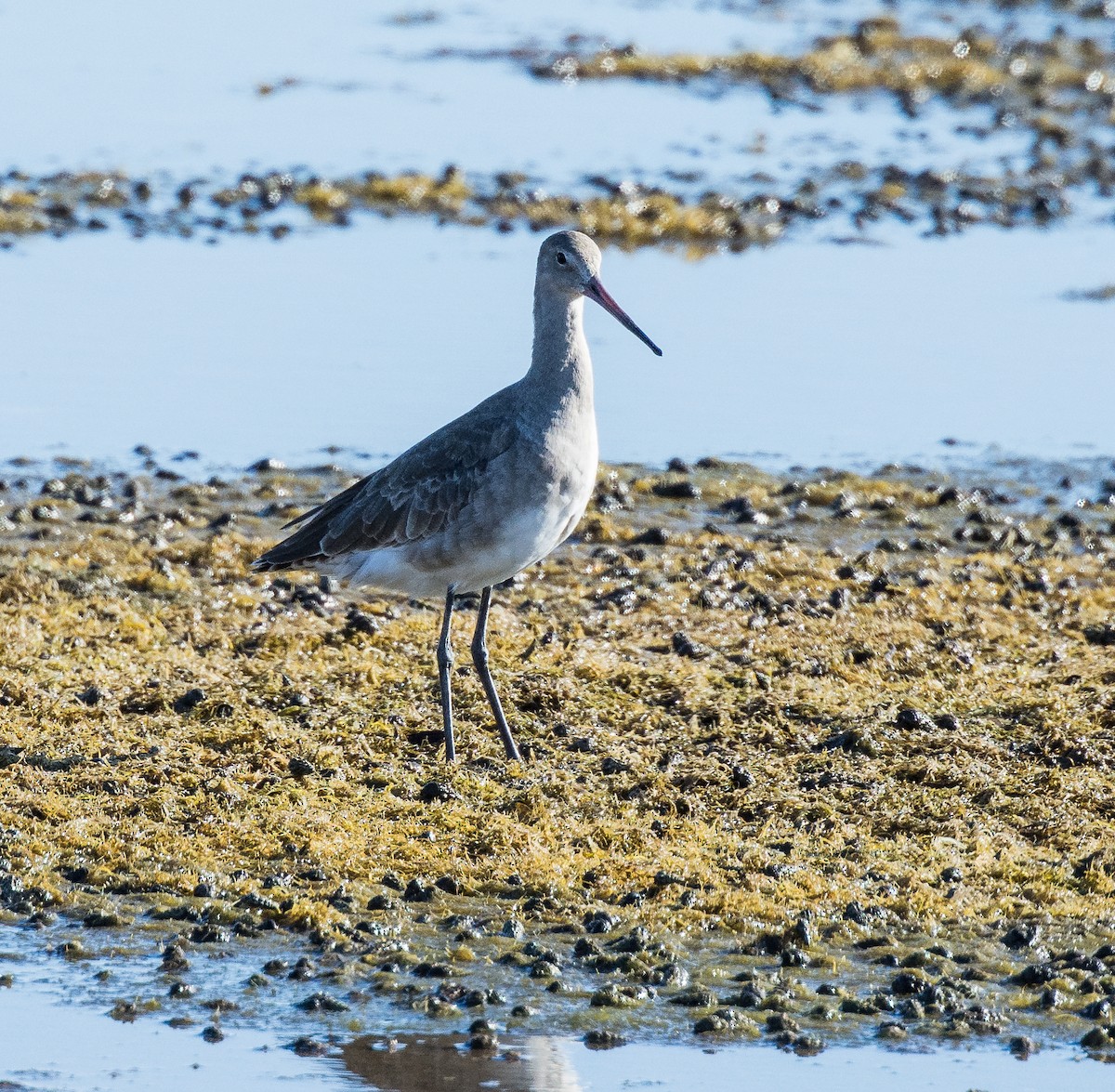 Black-tailed Godwit - Christine  Chester