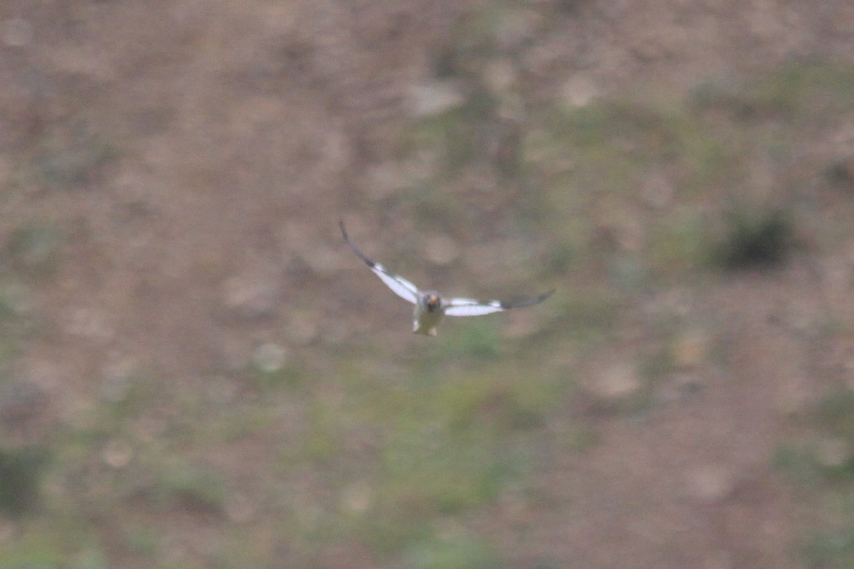 White-winged Snowfinch - ML390312451