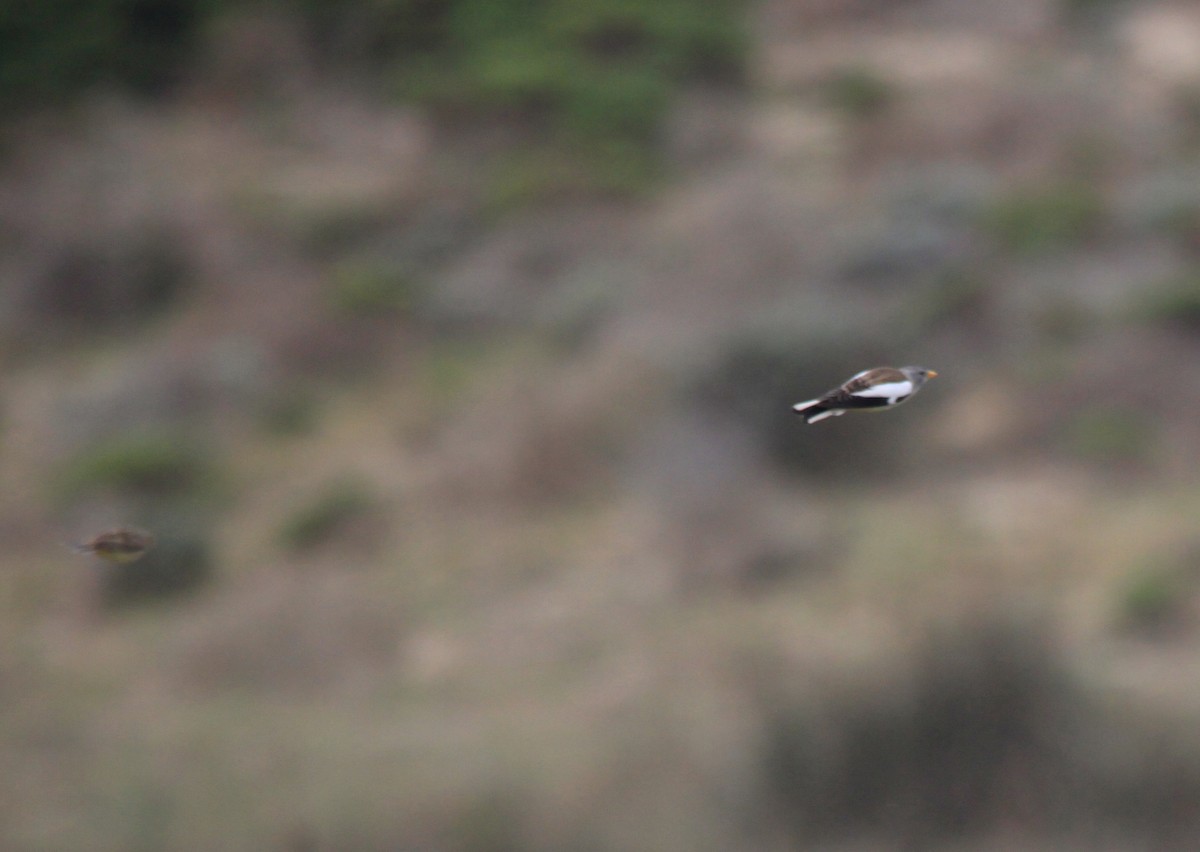 White-winged Snowfinch - ML390312461