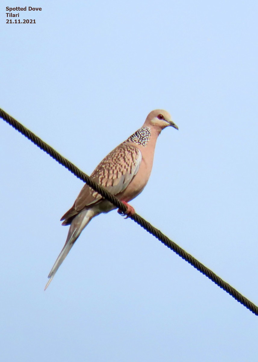 Spotted Dove - ML390314801
