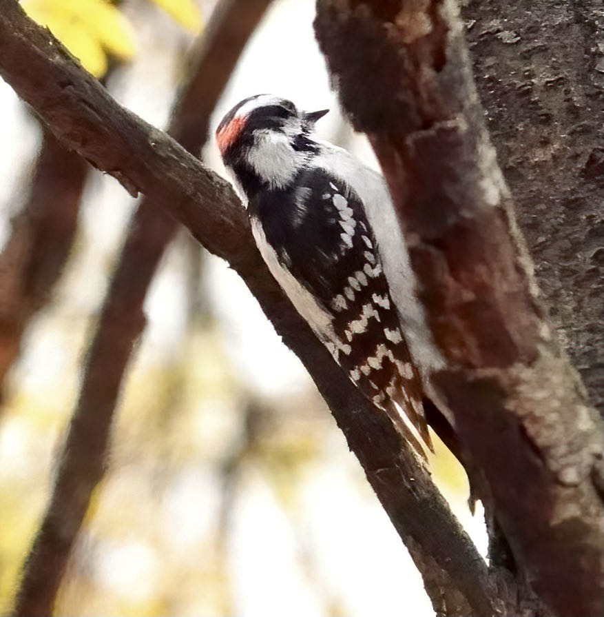 Downy Woodpecker - ML390317261