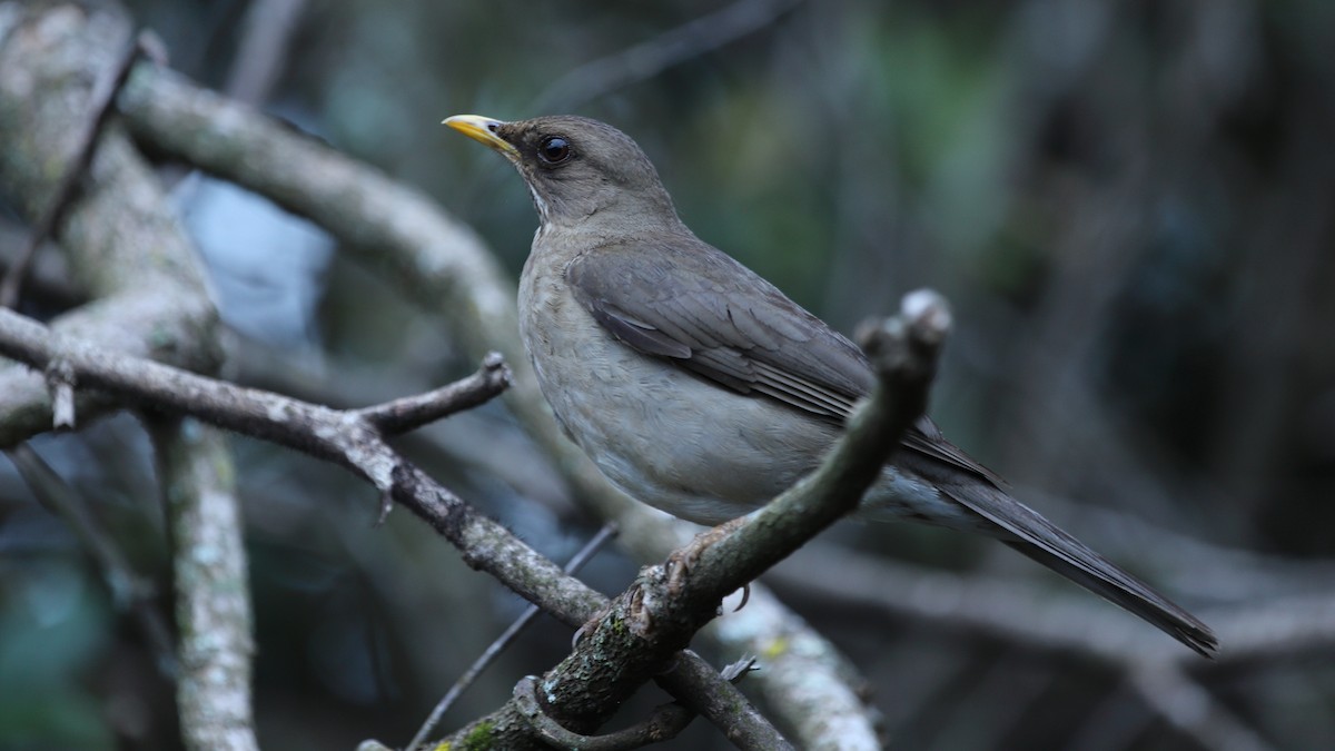 Creamy-bellied Thrush - ML390319801