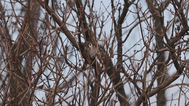 Eurasian Tree Sparrow - ML390321281