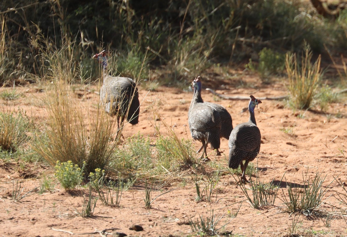 Helmeted Guineafowl - ML390322051