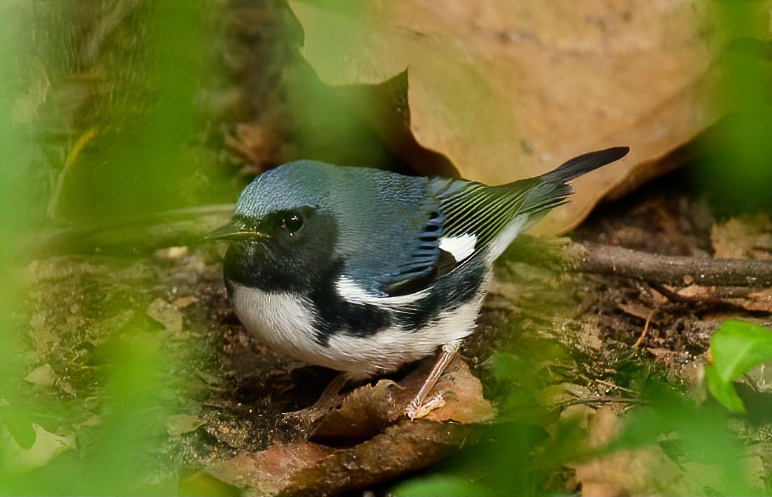 Black-throated Blue Warbler - ML390322521