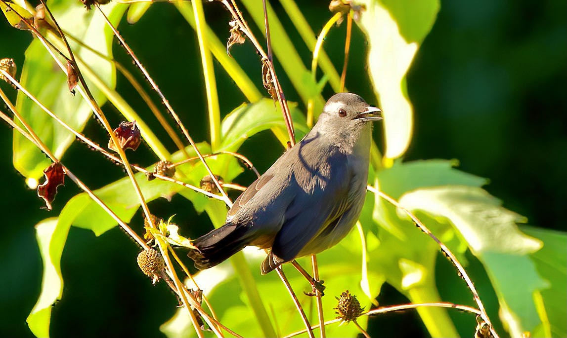 Katzenspottdrossel - ML390324211